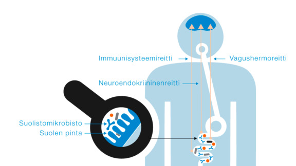 Piirros-suolistomikrobisto-viestii-vagushermoston-kautta-aivoille