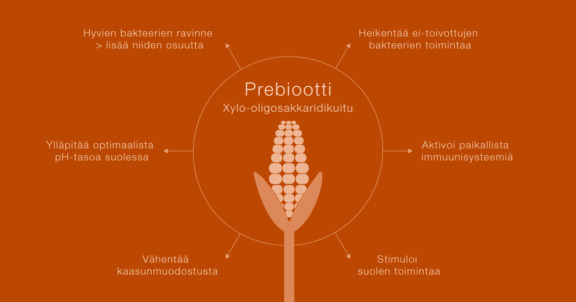 Graaffi_prebiootti-xylo-oligosakkaridikuidun-vaikutuksista