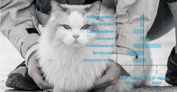 Graaffi-kissojen-suoliston-bakteerit