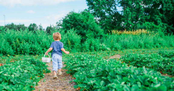 Kuvassa lapsi kävelee mansikkapellolla valkoinen muovikori kädessä. Kuva on otettu takaapäin. Lapsella on farkut ja t-paita.